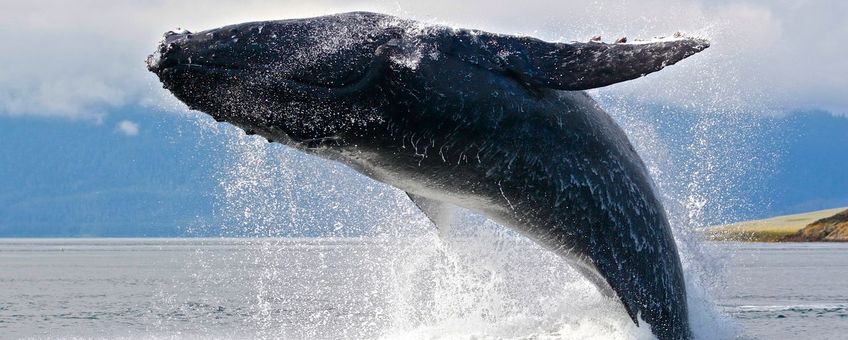 oceanen